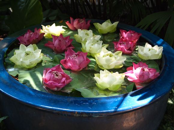 Lotusbloemen